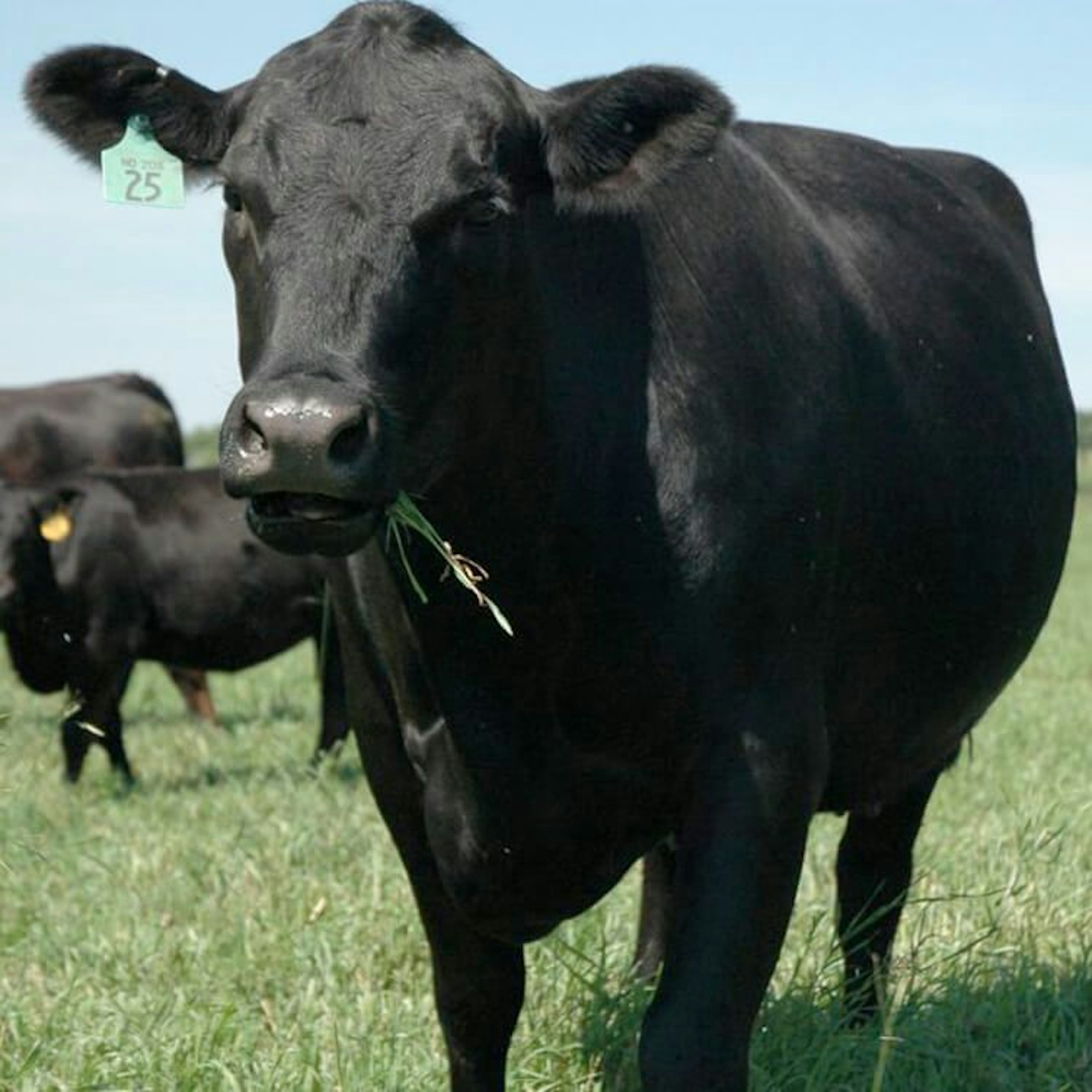 Angus Cattle