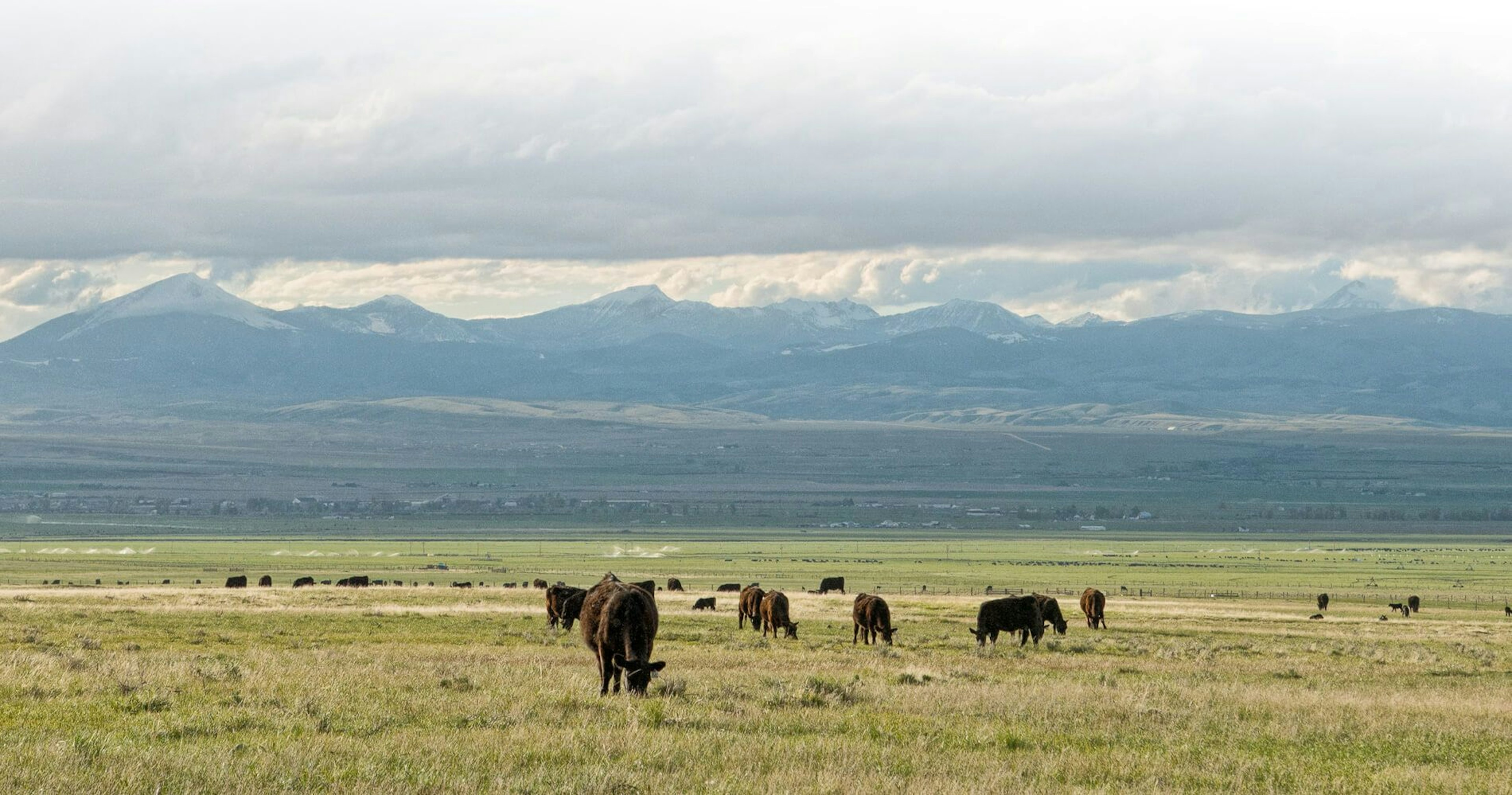 Certified Angus Beef ® brand Natural