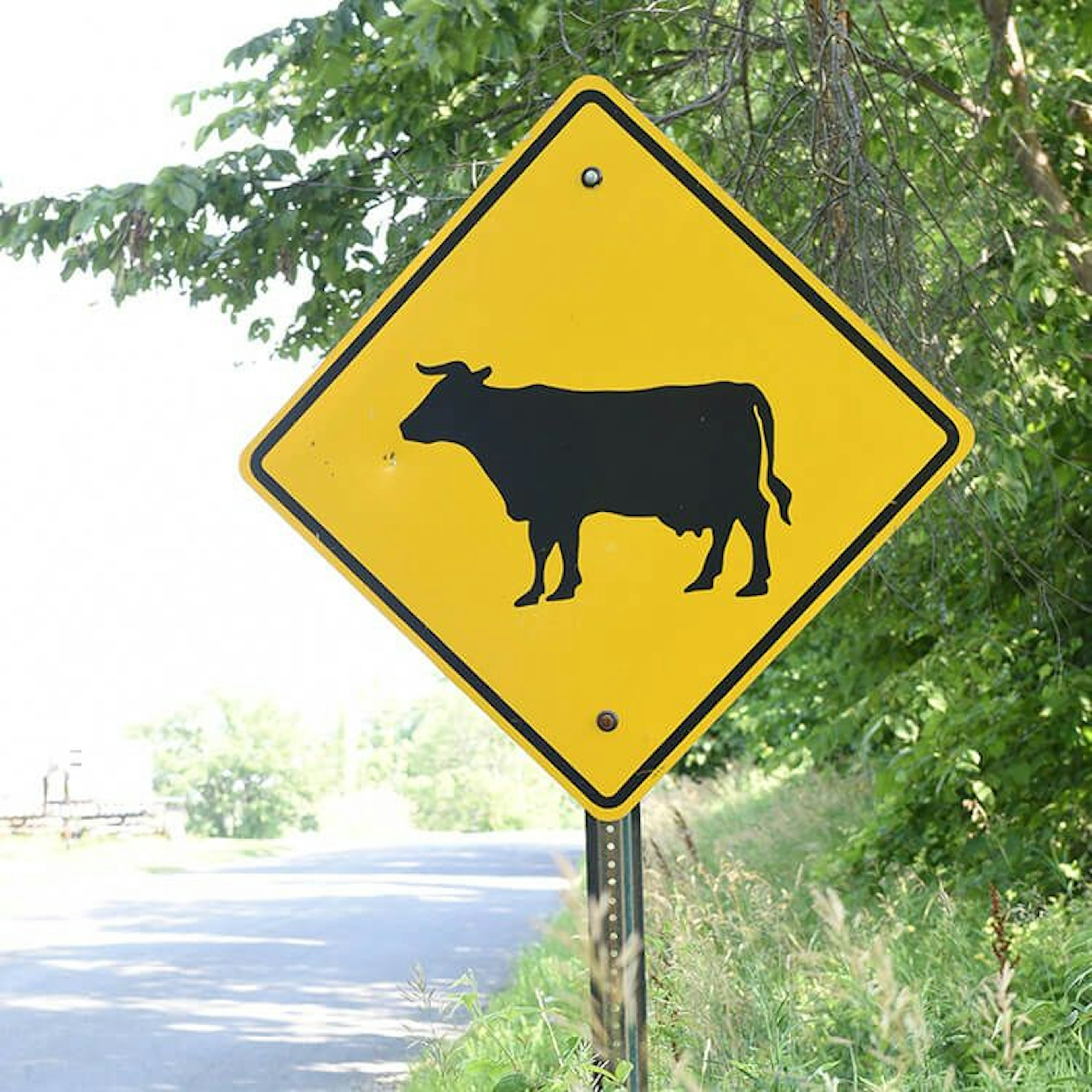 Trowbridge Angus Cattle Sign