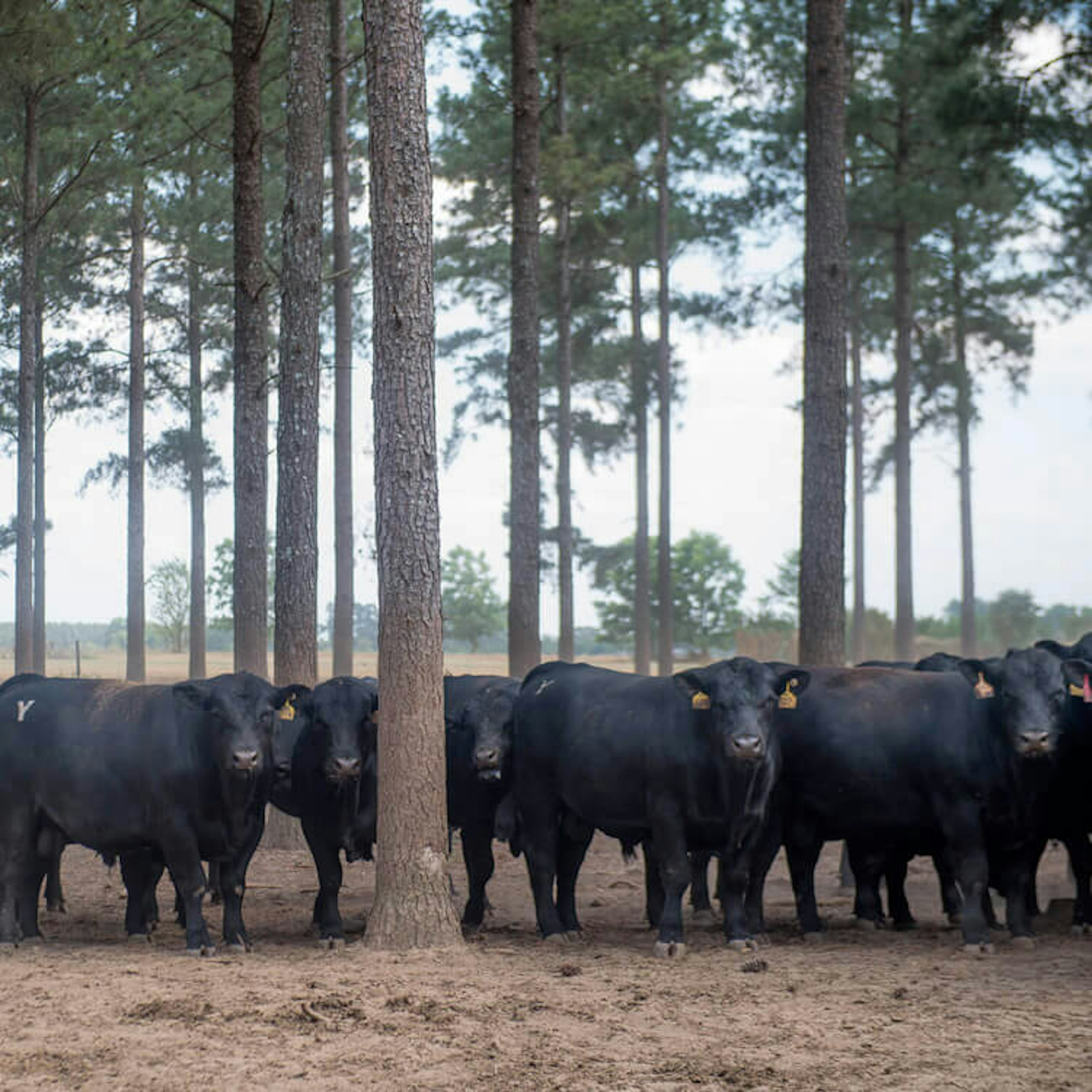 Yon Family Farms Cattle