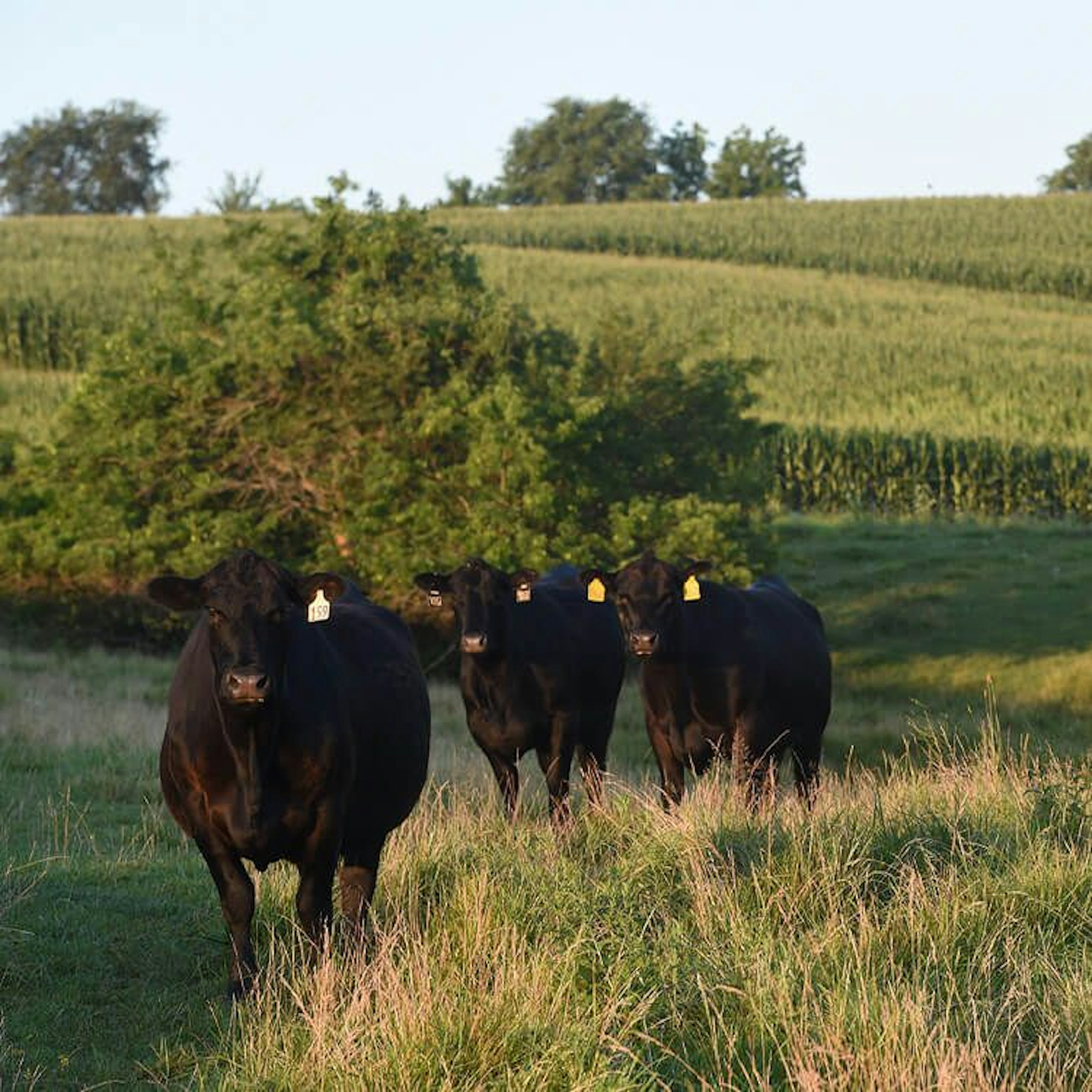 Yon Farms Cattle