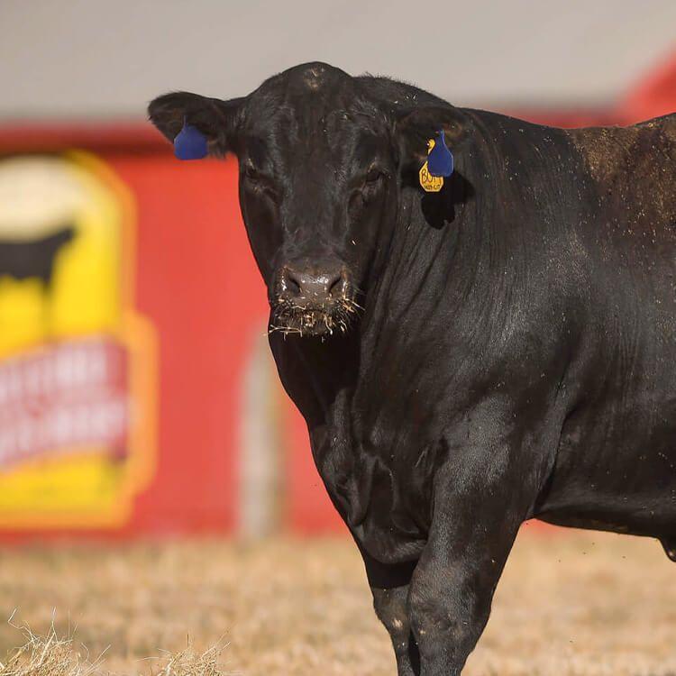 Five Star Land & Livestock Cattle